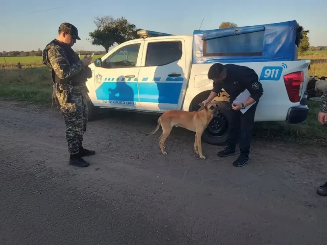 Allanaron un inmueble en Basail y rescataron cuatro perros