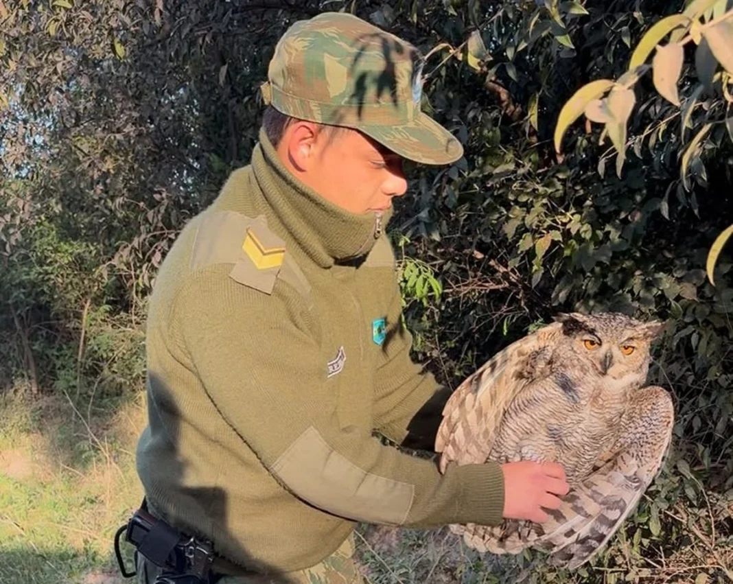 Policía rural sostiene un ñacurutú rescatado en Esquina